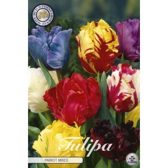 Tulpan Parrot Mixed 7-pack